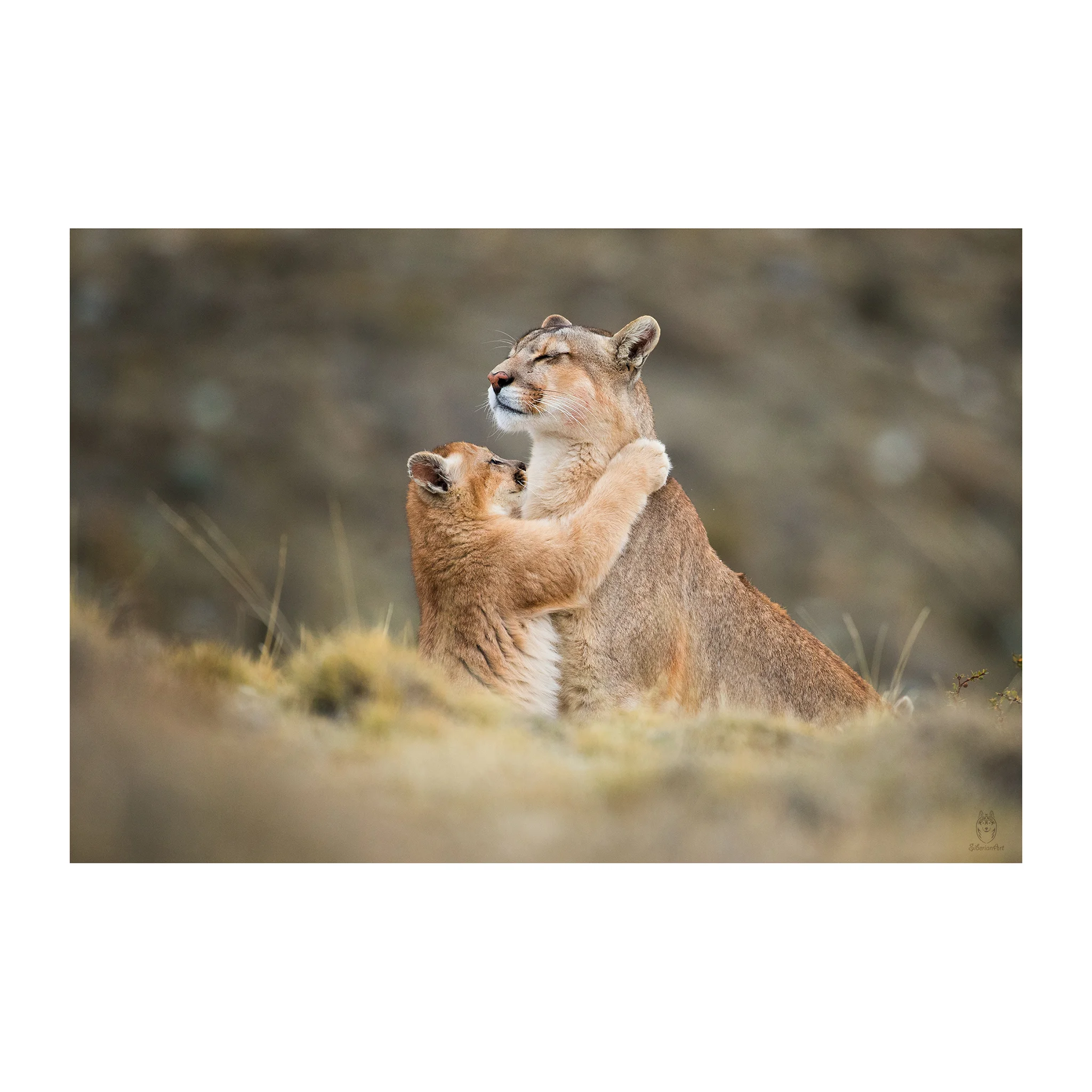 puma-hug2.jpg