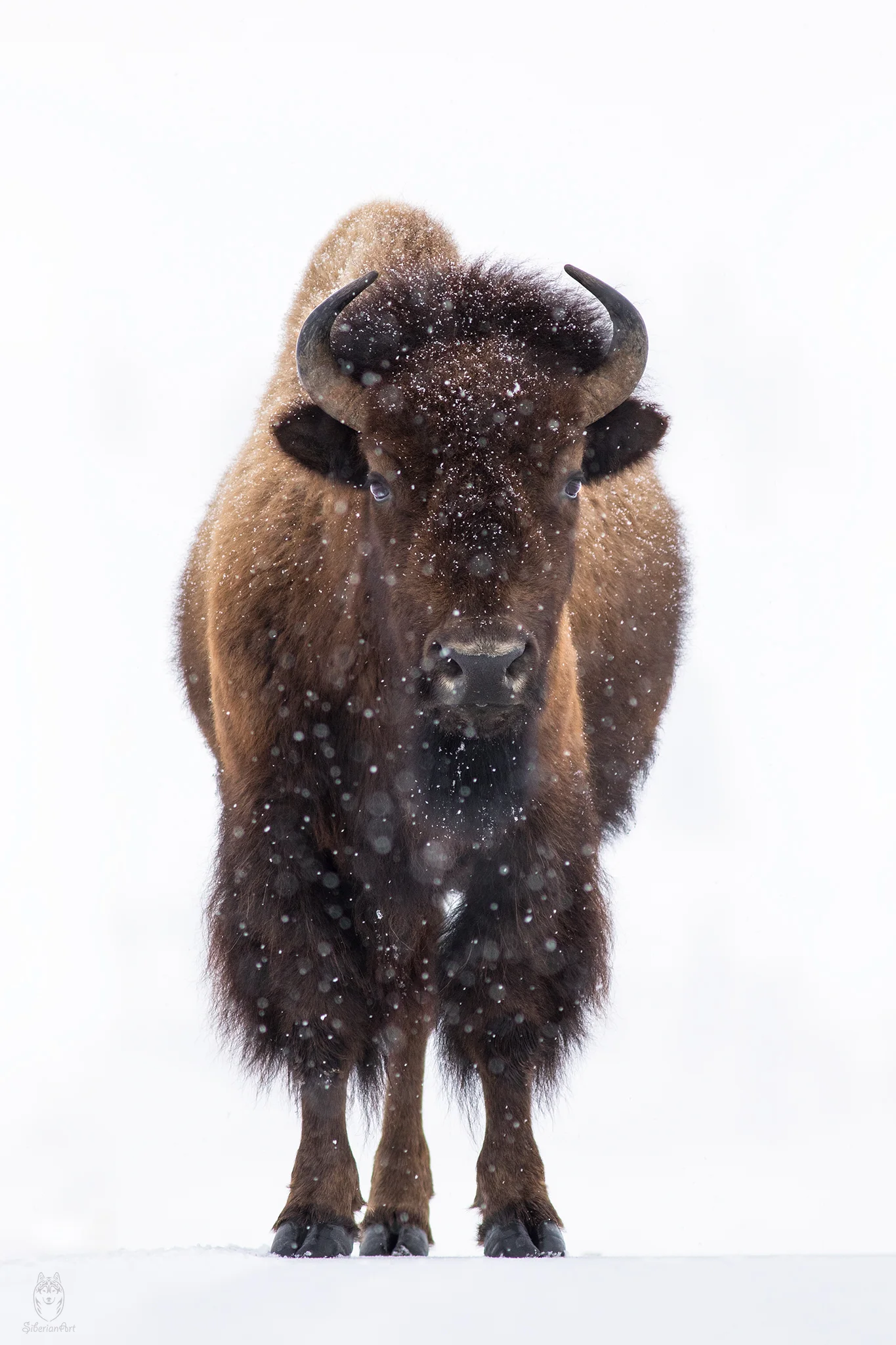 Bison, Yellowstone