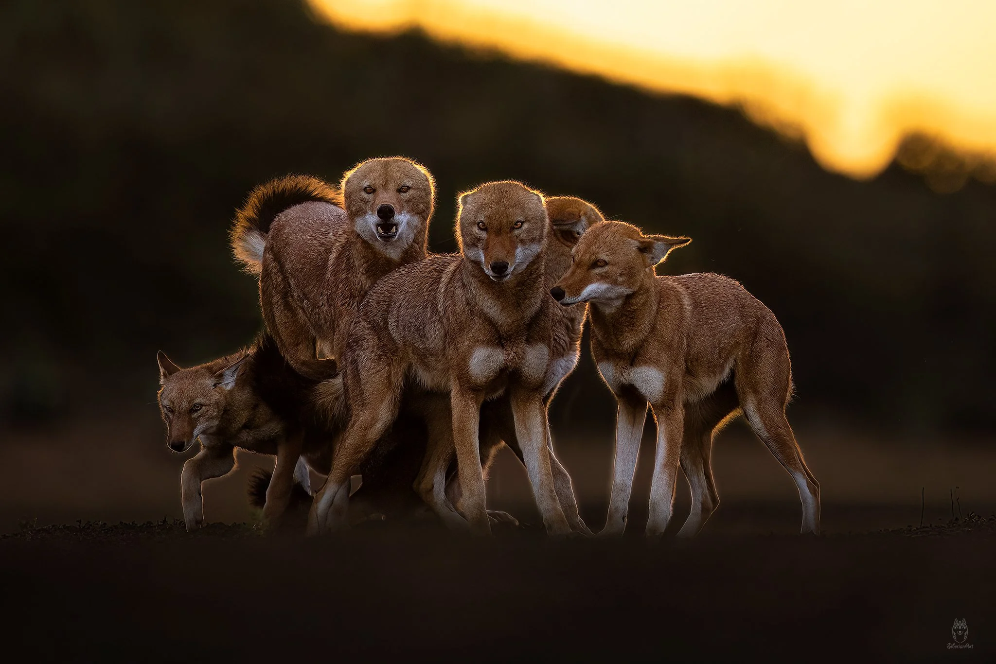 Ethiopian Wolves, Ethiopia