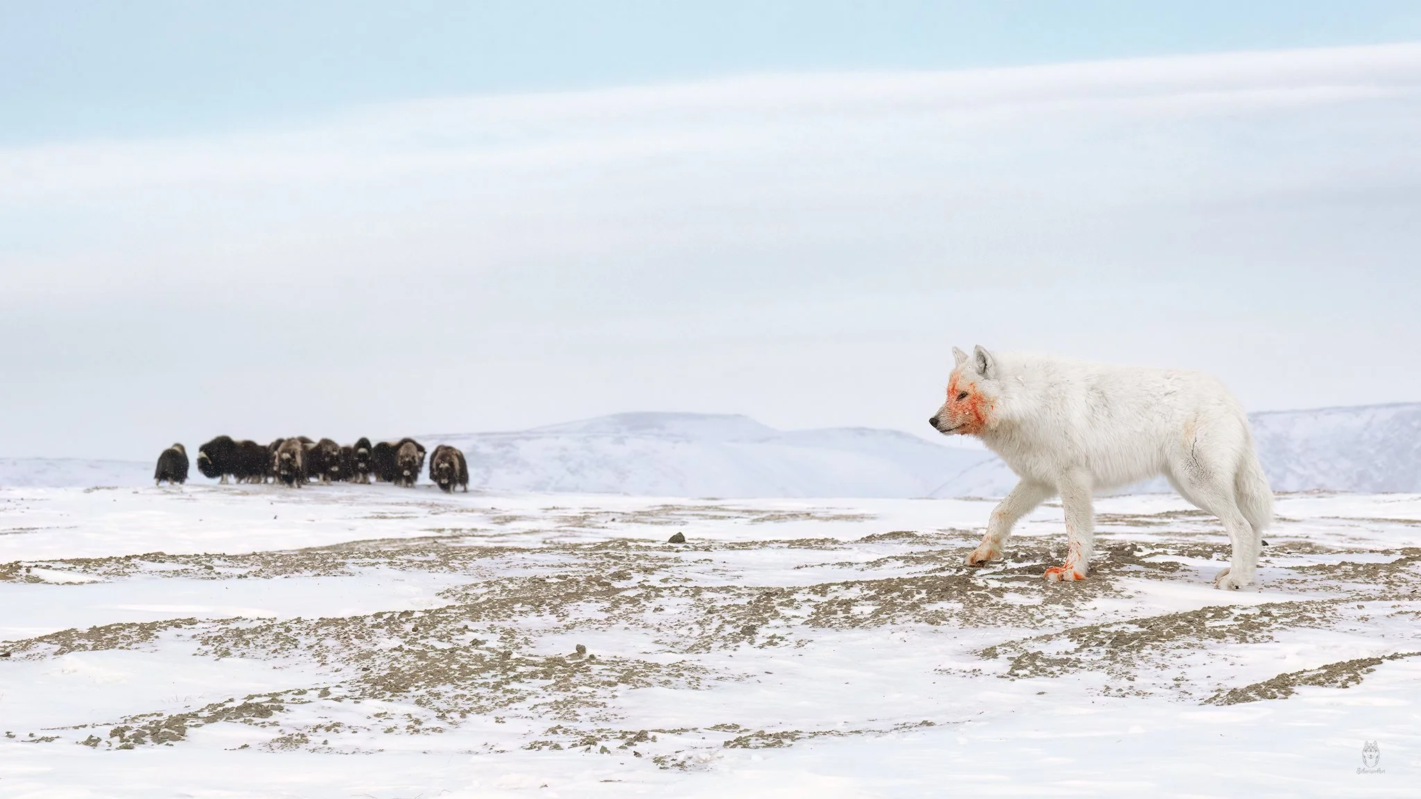 Arctic Wolf and Musk Ox, Ellesmere Island
