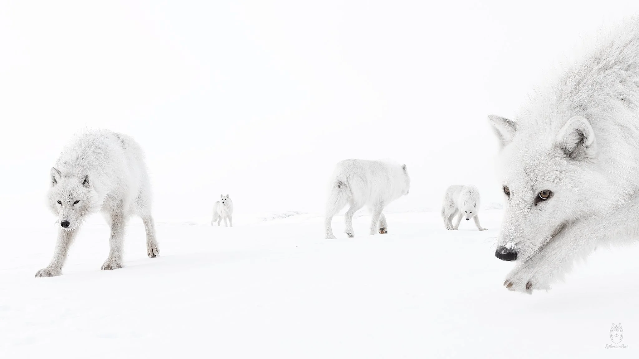 Arctic Wolves, Ellesmere Island
