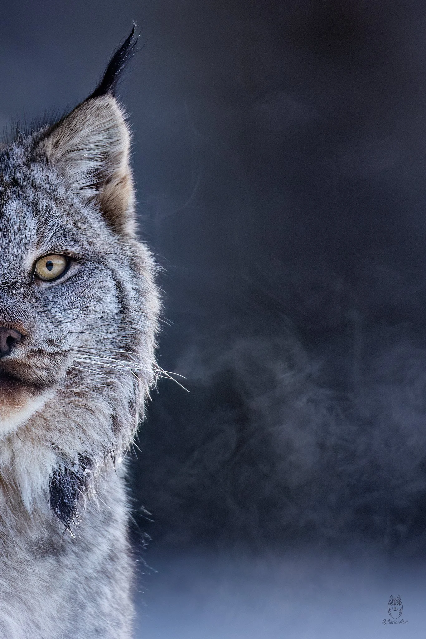 Canada Lynx, Northern BC, Canada