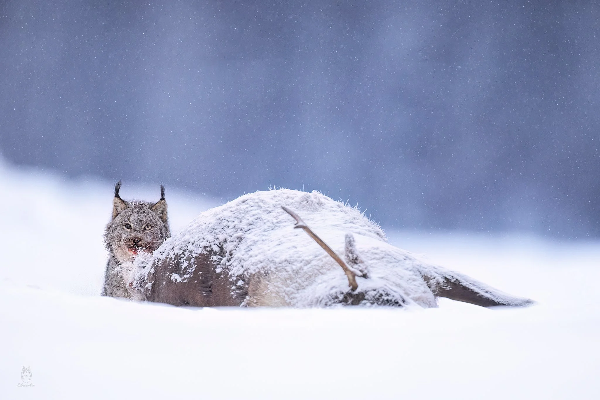 Northern BC, Canada.
