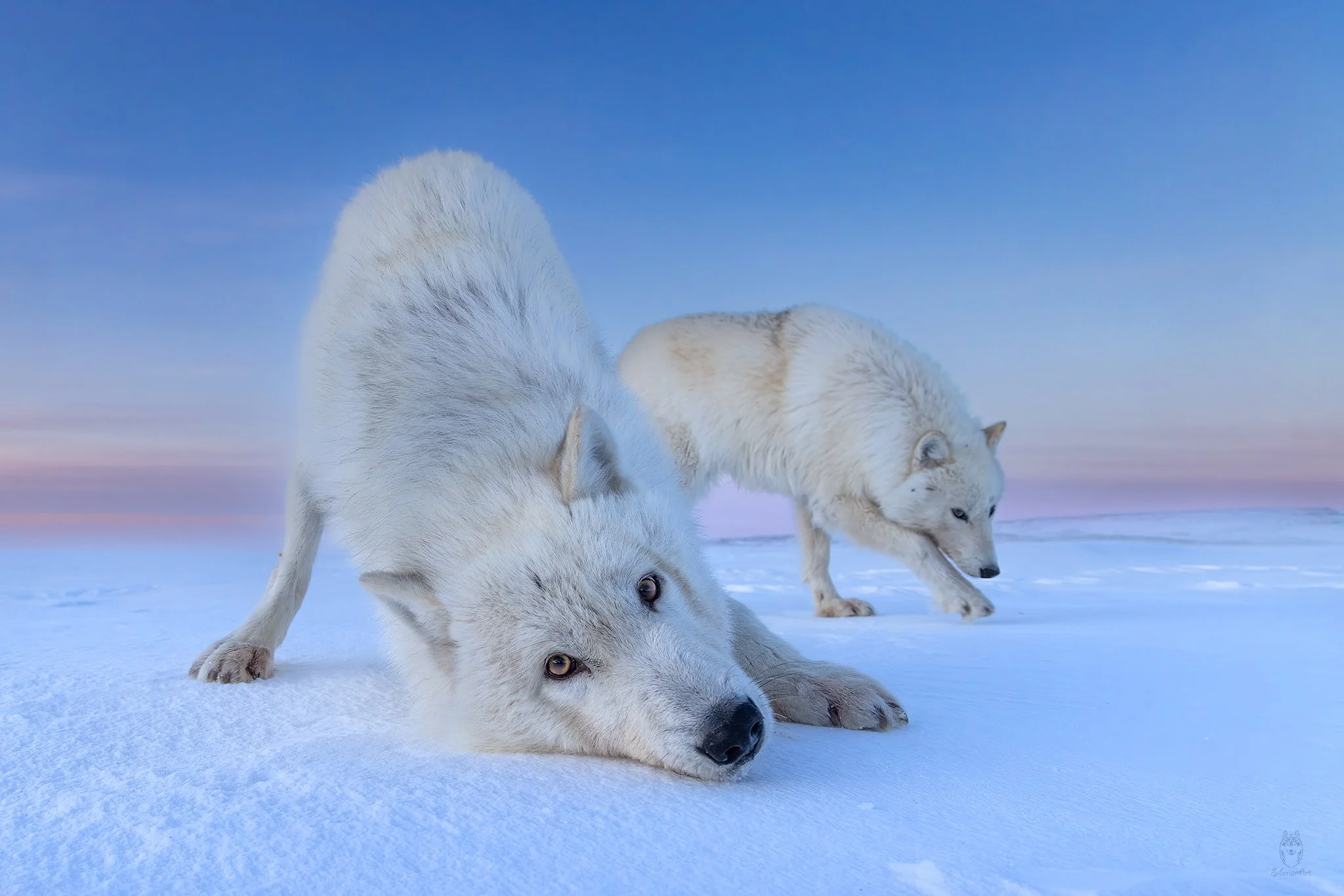 Arctic Wolves.