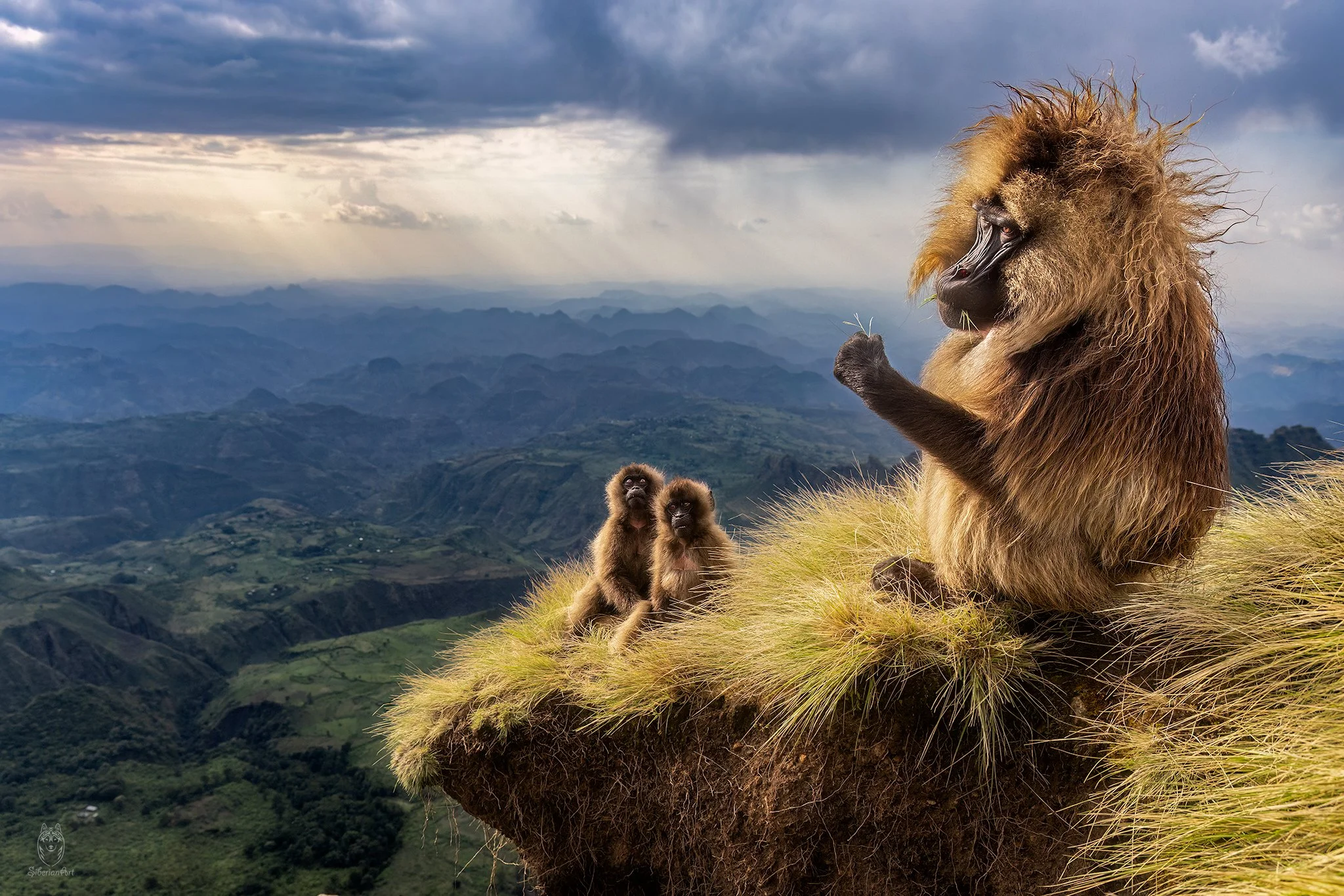 Gelada, Ethiopia