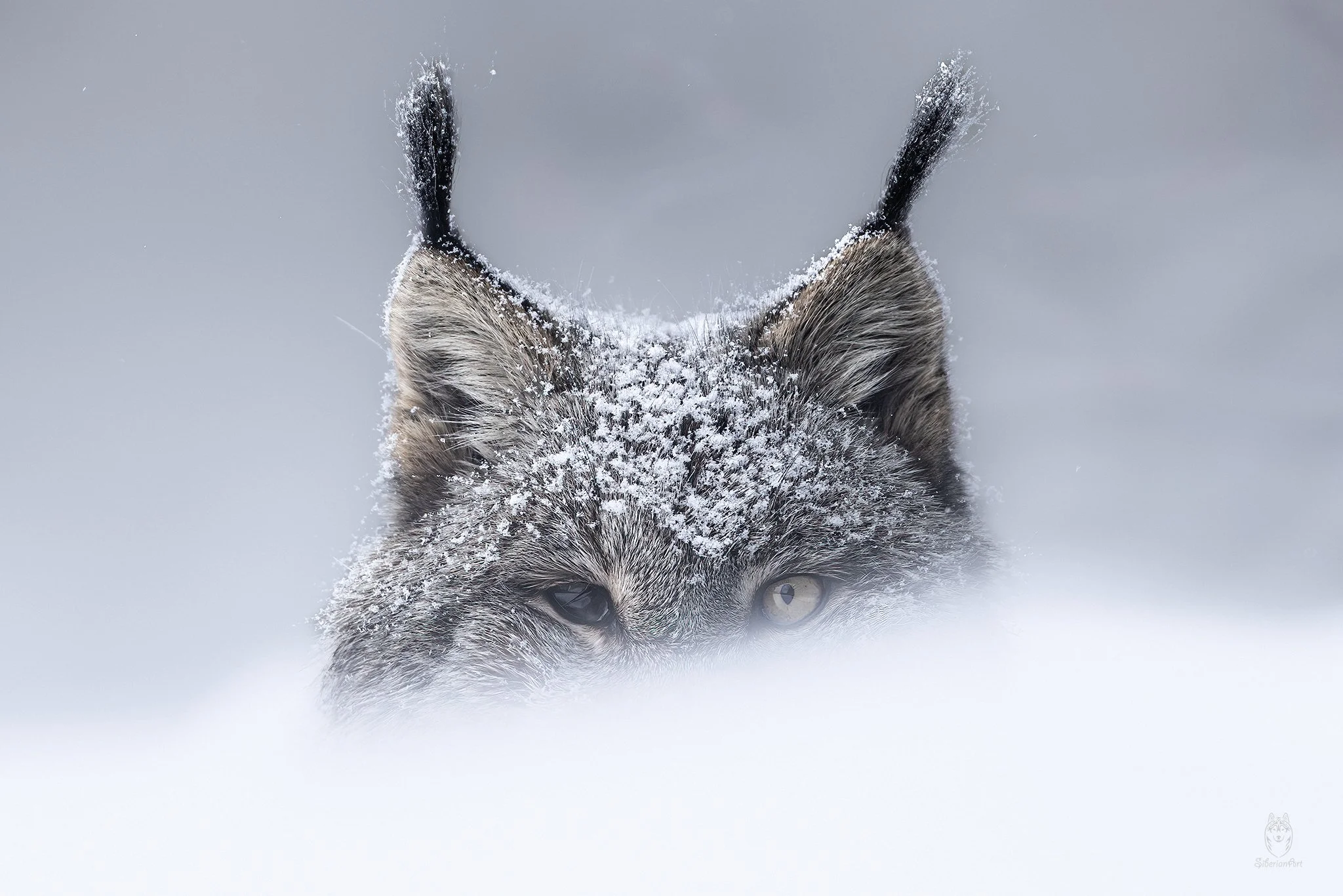 Canada Lynx, Northern BC, Canada