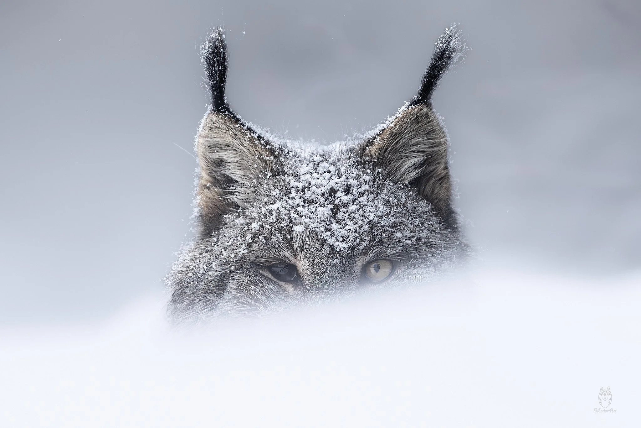 Canada Lynx, Northern BC, Canada