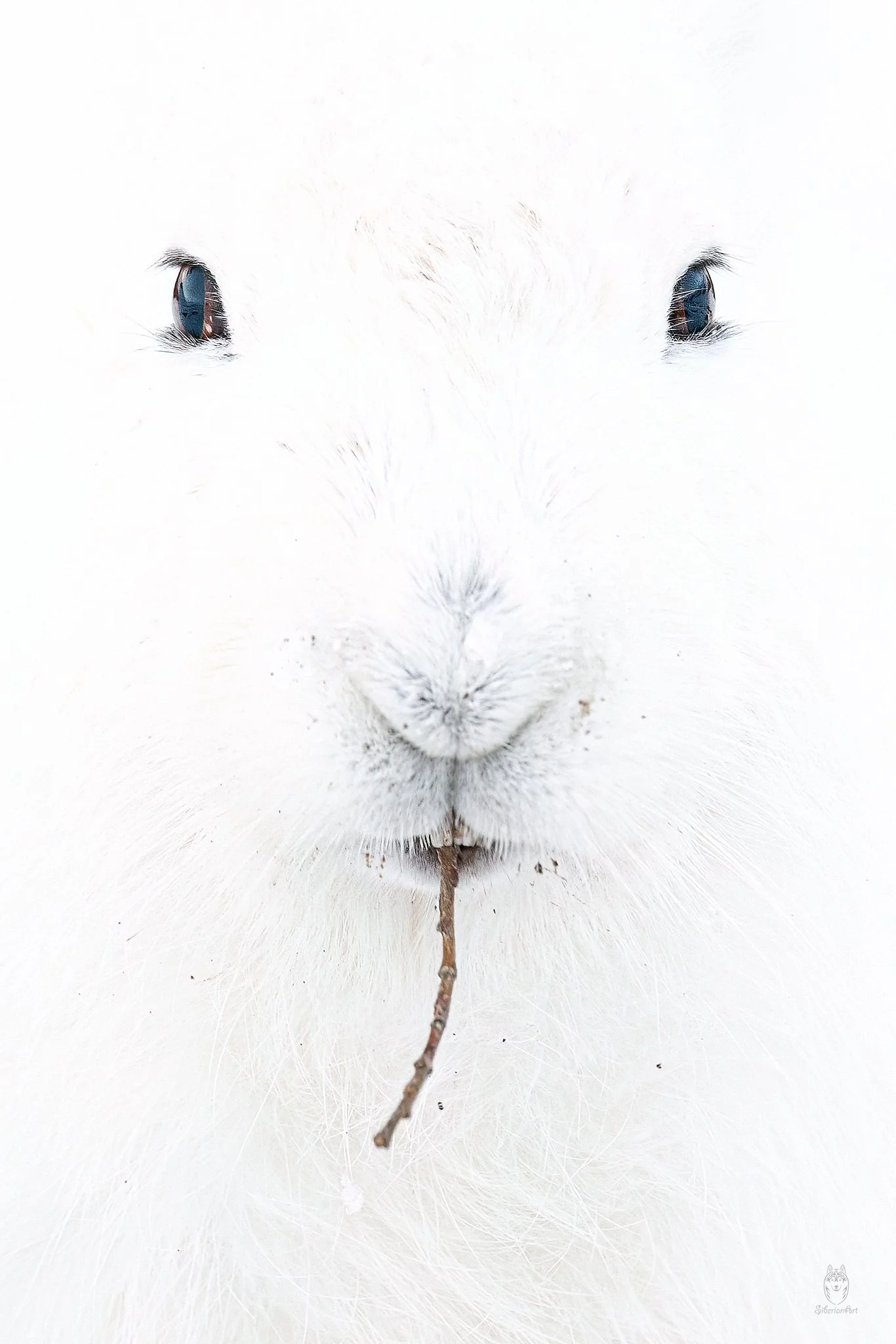 Arctic Hare, Ellesmere Island