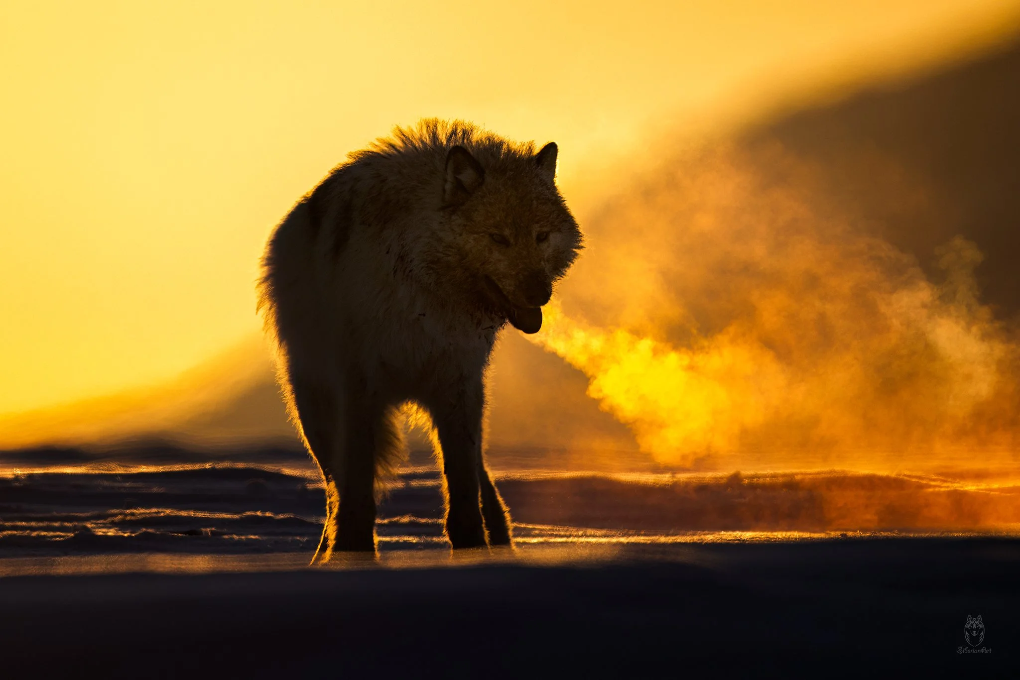 Arctic Wolf, Ellesmere Island