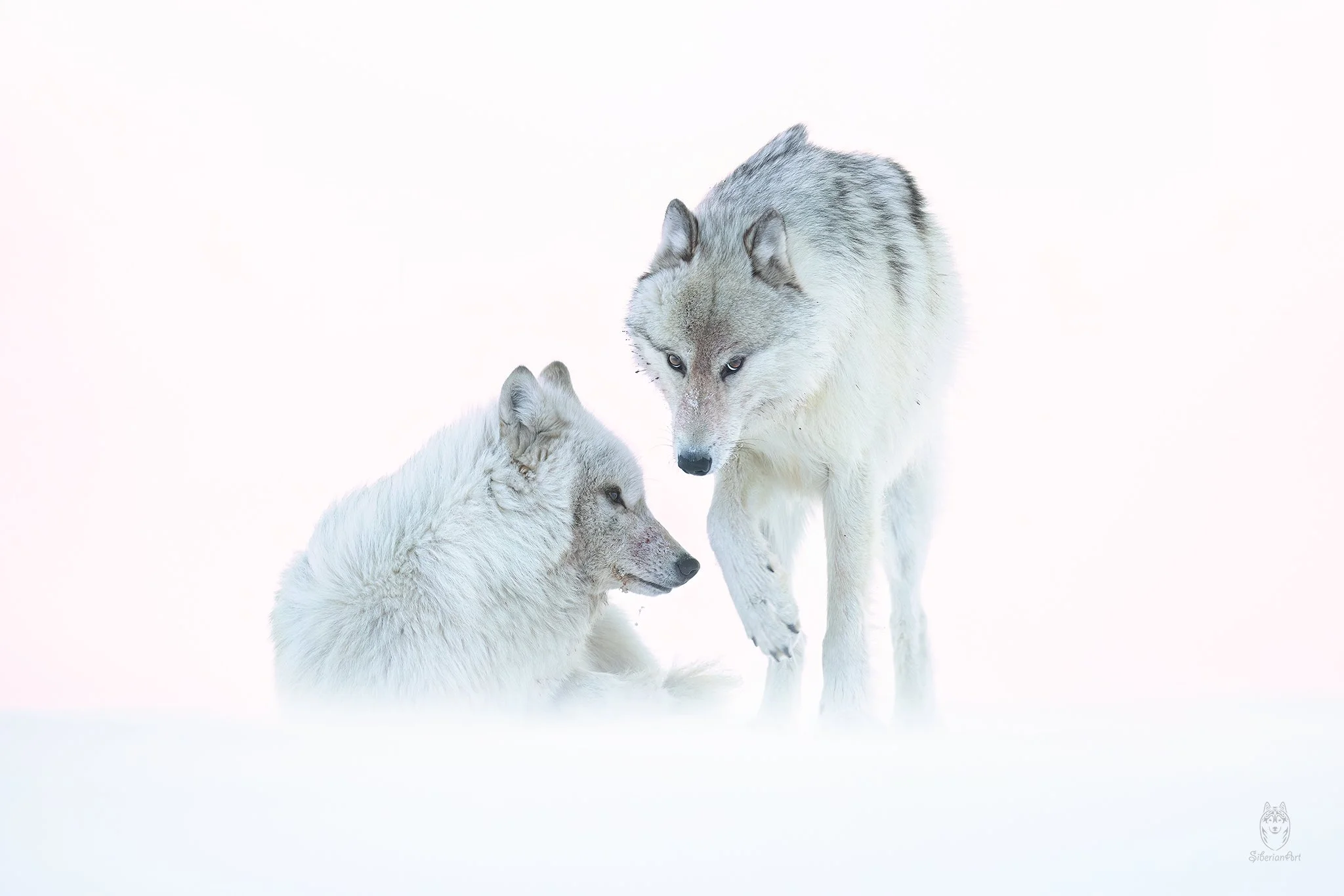 Arctic Wolves, Ellesmere Island