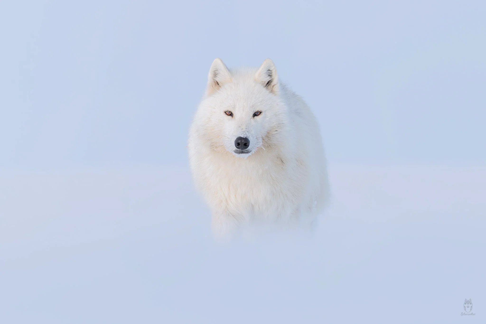 Arctic Hare, Ellesmere Island