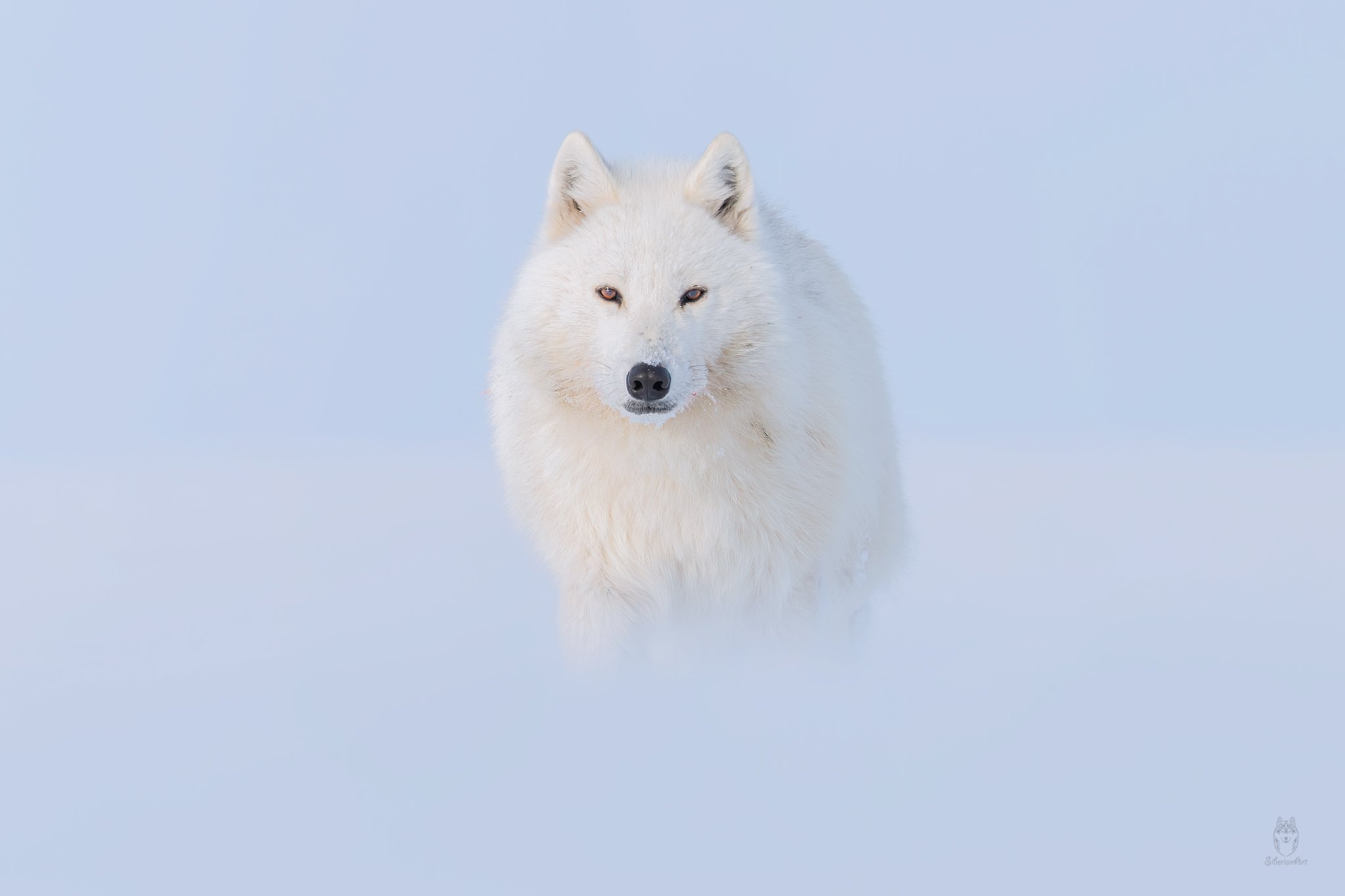 Arctic Wolf, Ellesmere Island