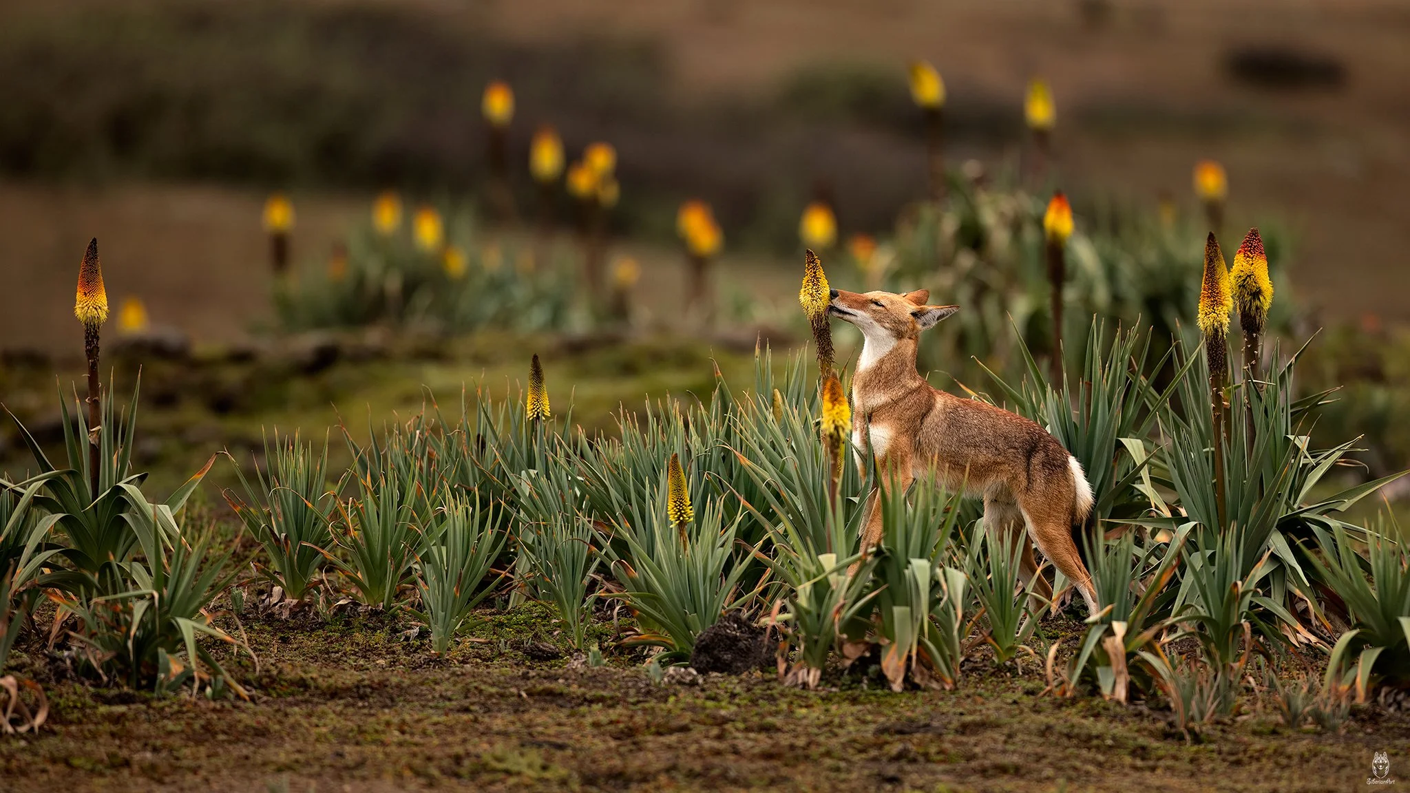 Ethiopian Wolf, Ethiopia