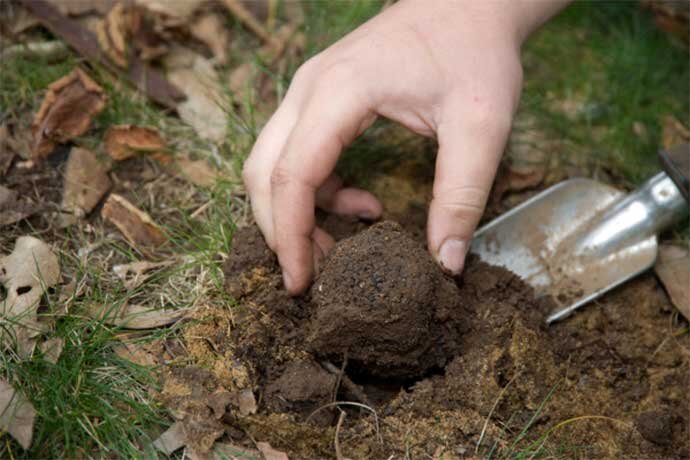 raccolta-tartufo.jpg