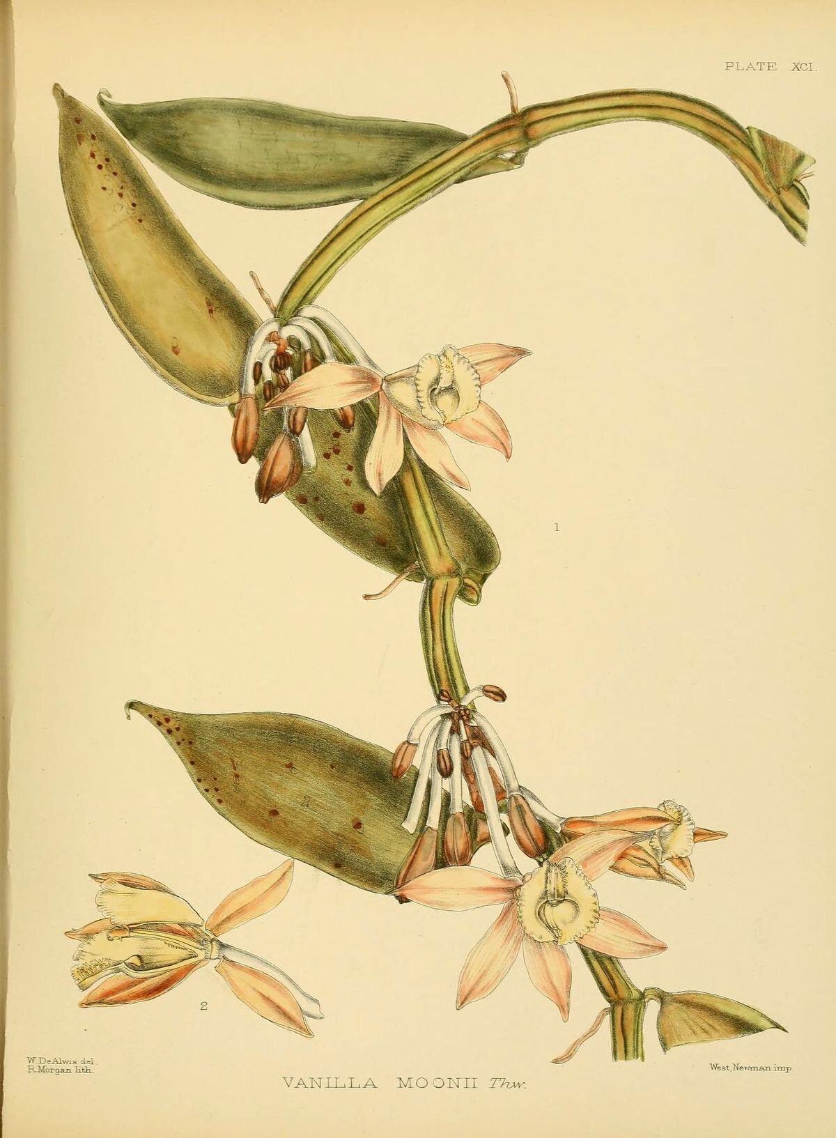 A_hand-book_to_the_flora_of_Ceylon_(Plate_XCI)_(6430663749).jpg