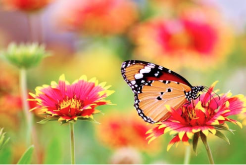 flower-butterfly.png
