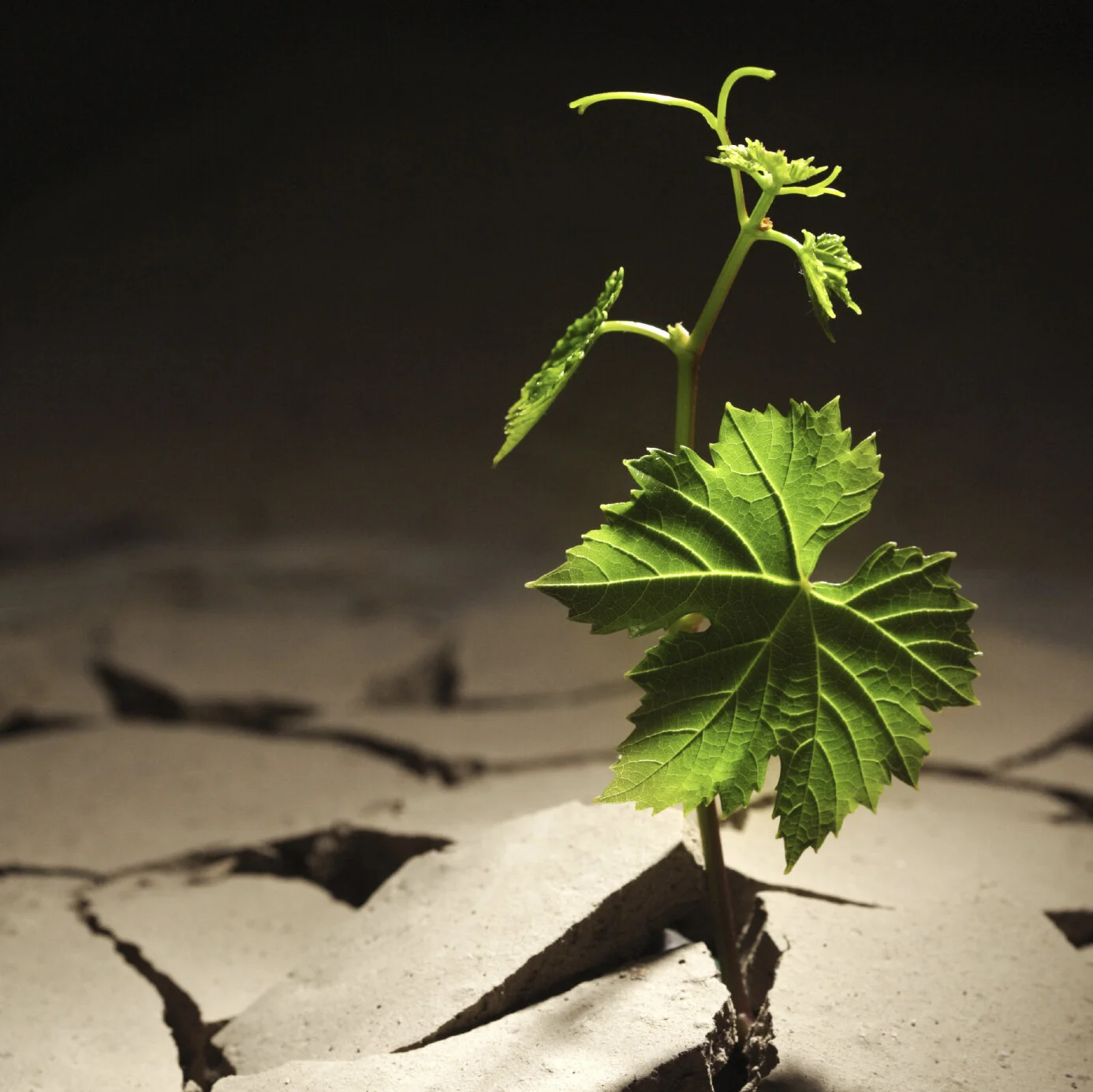 Plant emerging from ground.jpg