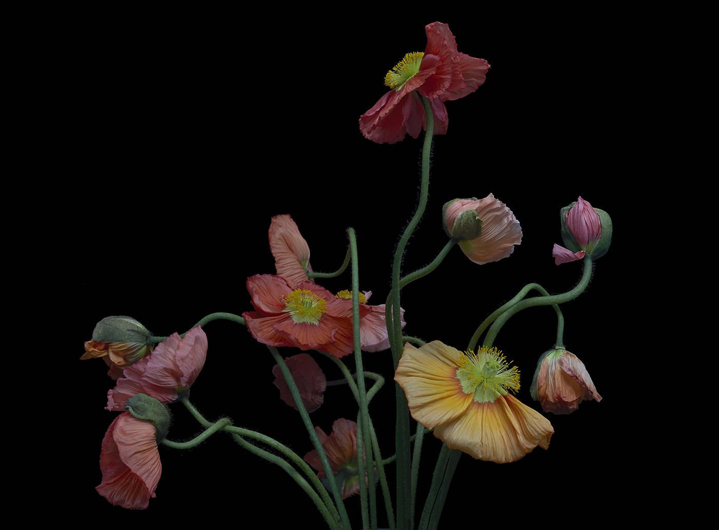 loveislove poppies ondrea barbe.jpg