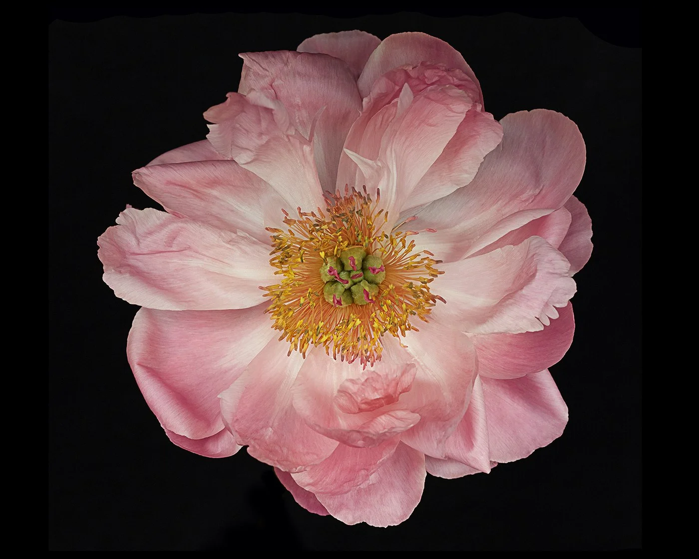 ondrea barbe coral charm peony.jpg