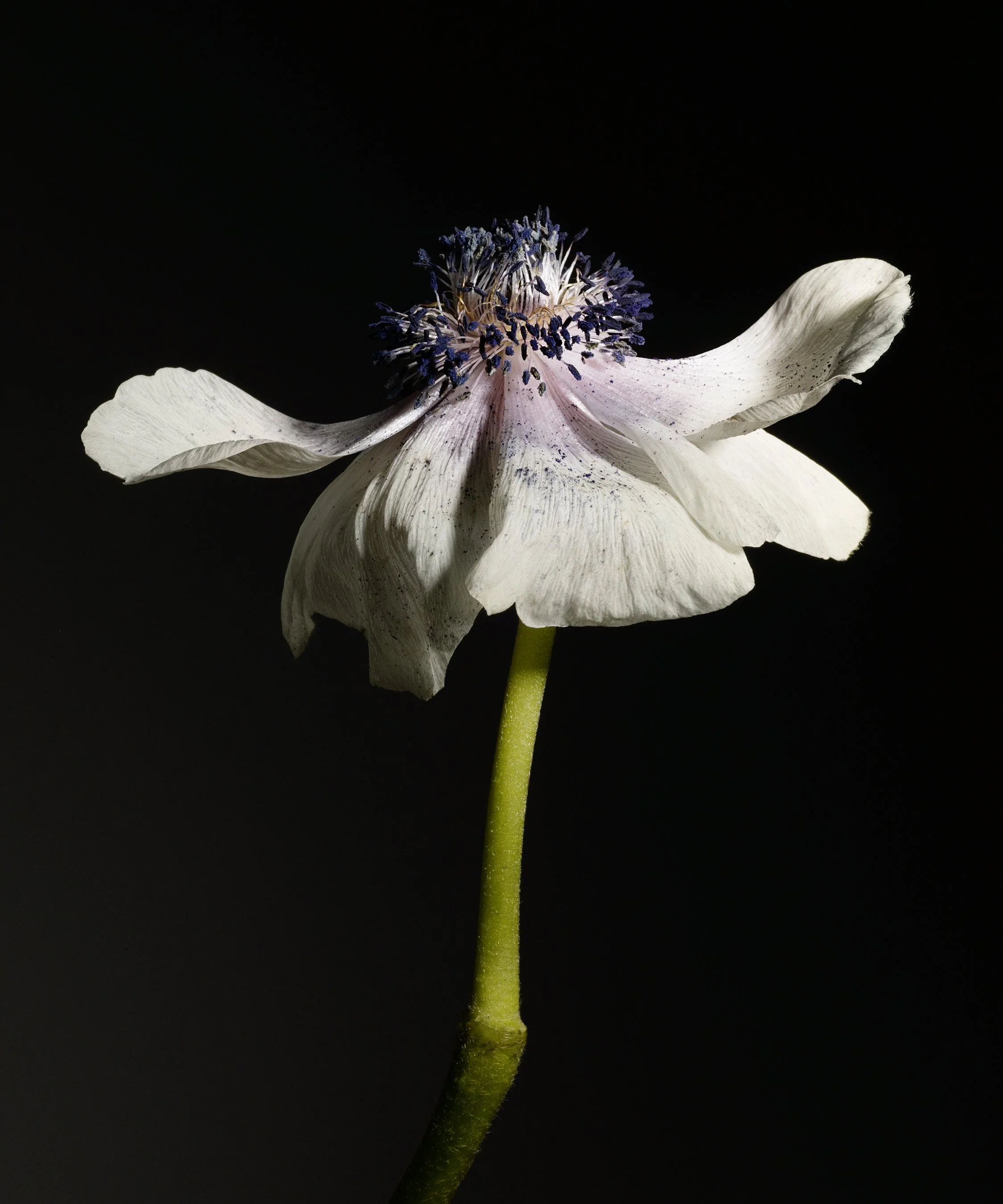 anemone flower by ondrea barbe.jpg