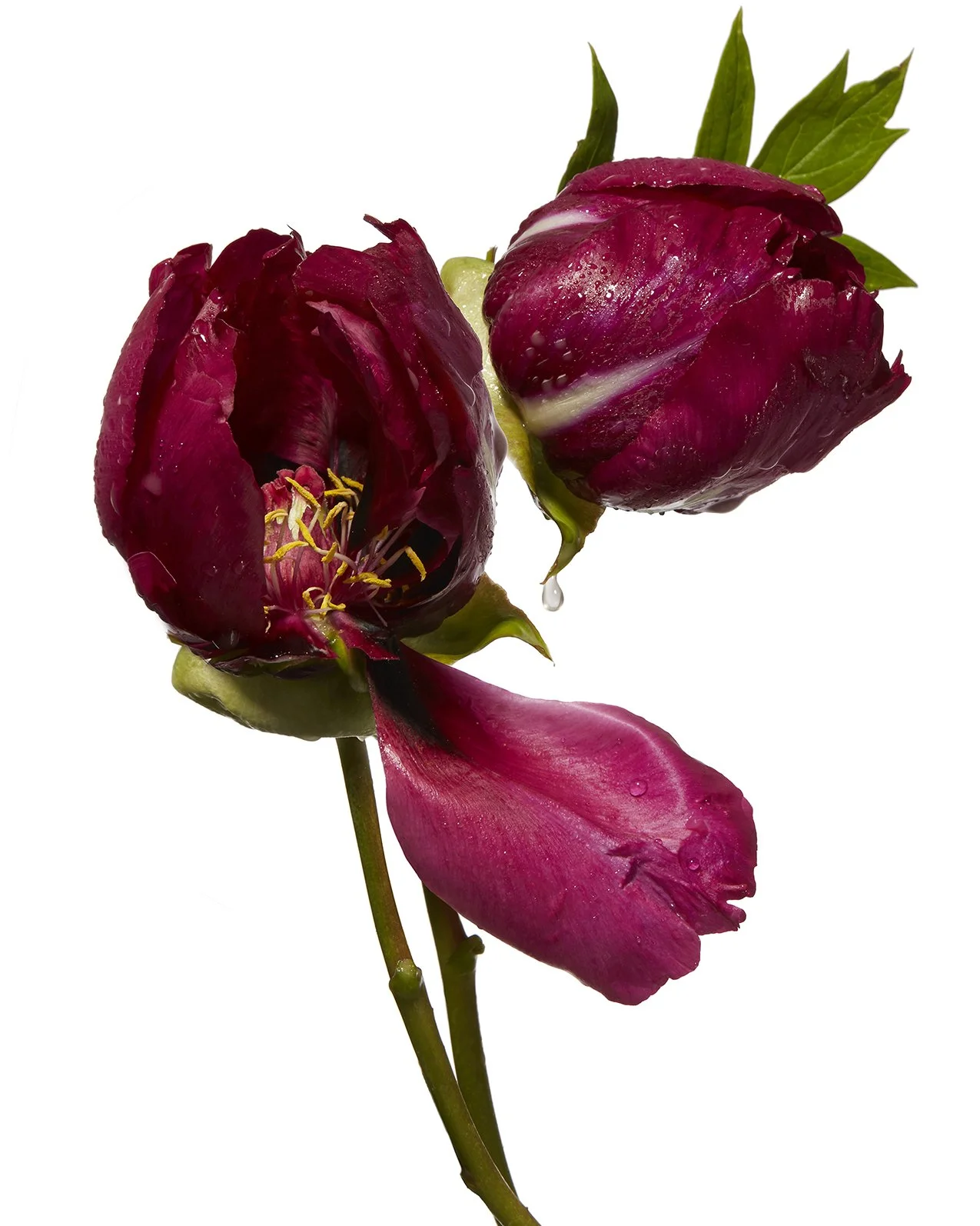 8by10 dew drop peony ondrea barbe.jpg
