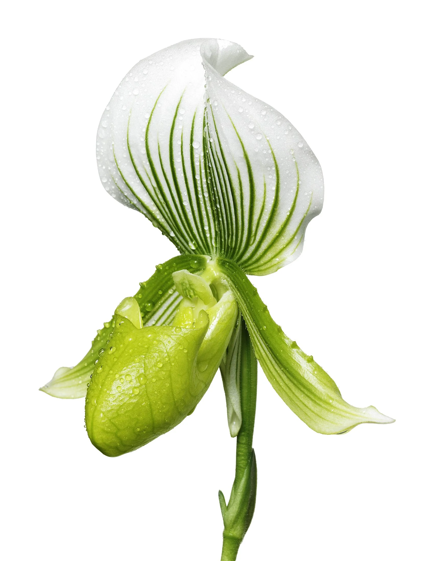 Green Orchid by Ondrea Barbe.jpg
