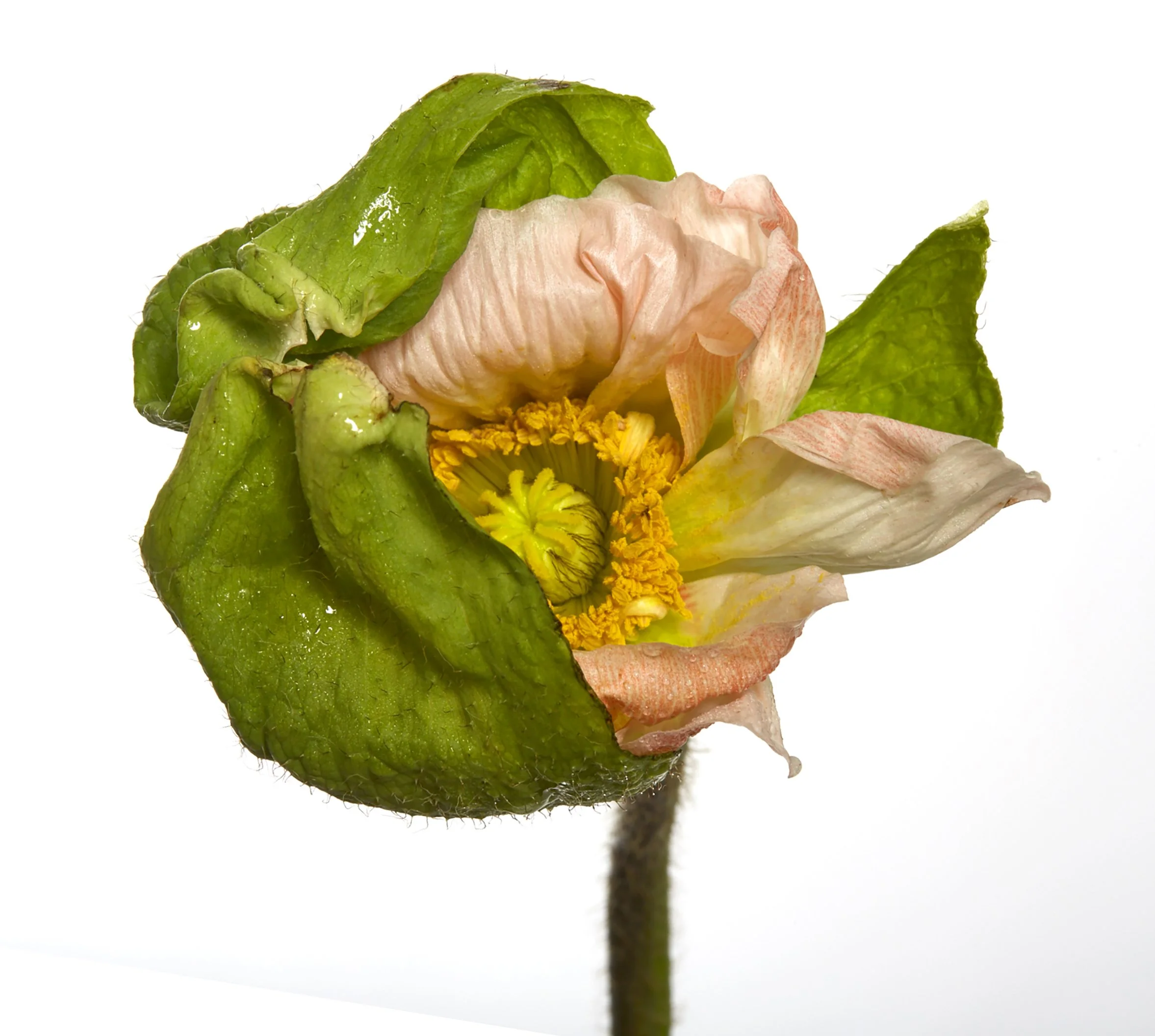 ondrea barbe poppy flower.jpg