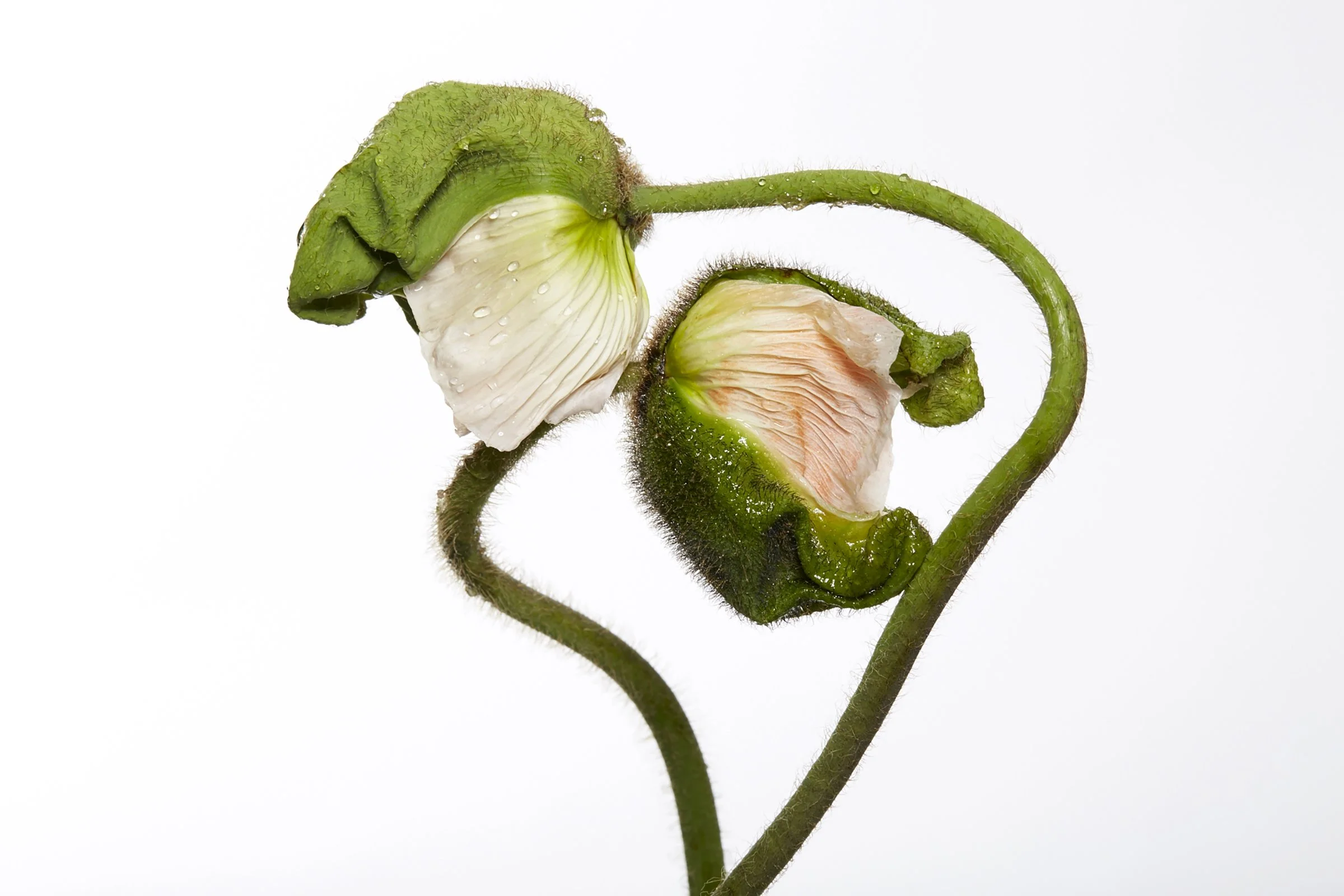 obarbe poppy love love.jpg