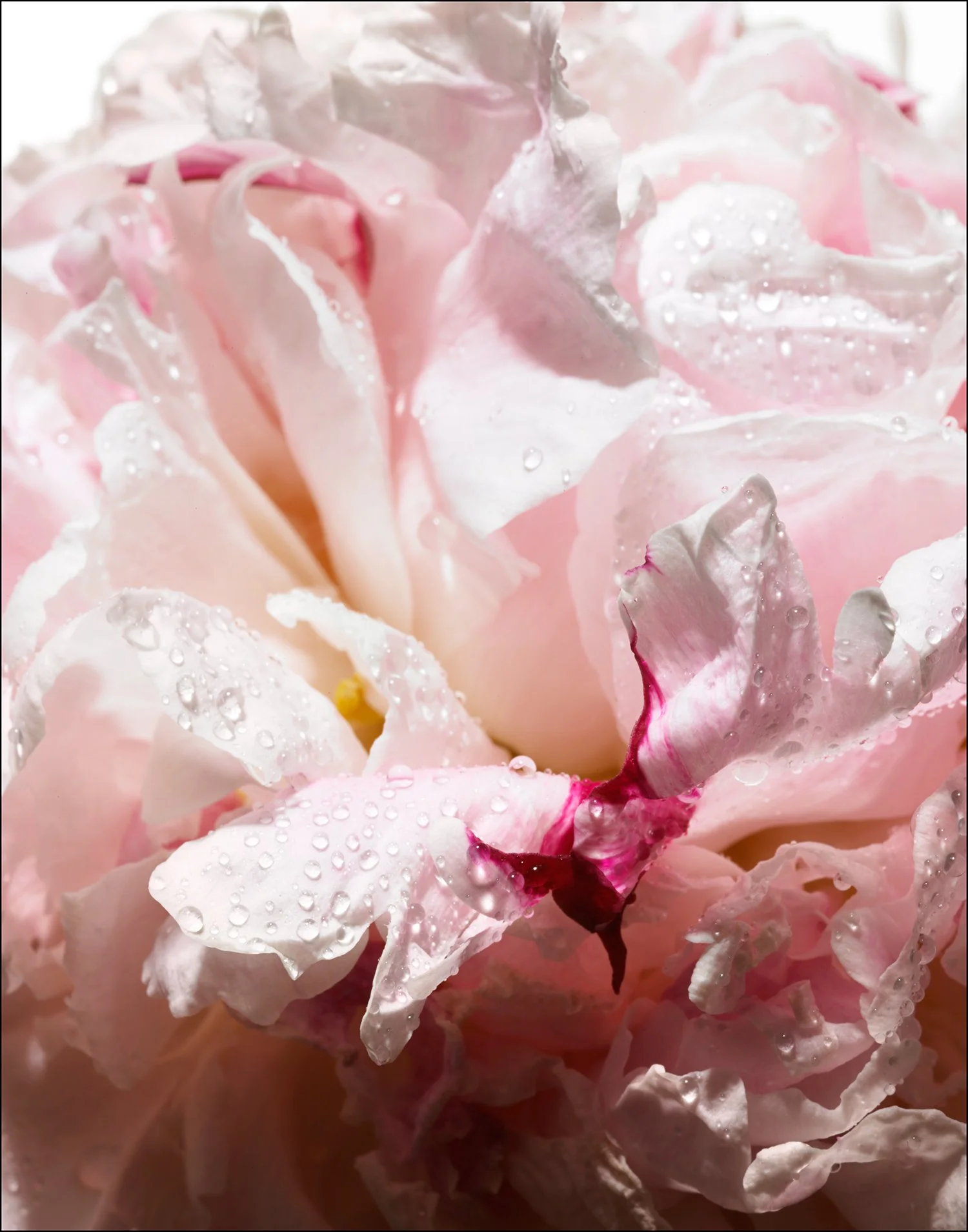 OndreaBarbe_B_flowers_304_smaller.jpg