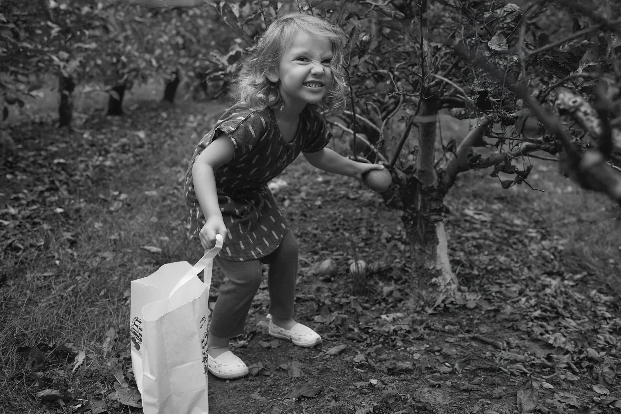 apple picking Lolly.jpg