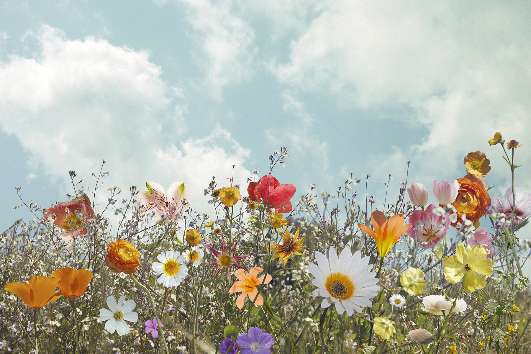 california superbloom by ondrea barbe.jpg