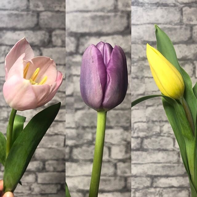 ⁣🌷NEW BLOG POST🌷⠀
If you haven&rsquo;t checked it out already, todays post comes with a PSA about the future of the blog, but mostly it&rsquo;s about #Tulips! ⠀
Where they come from, what they mean, and which ones are perfect for your Mother-In-Law