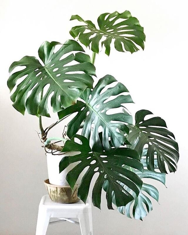 ⁣🌿NEW BLOG POST🌿⠀
Following on from our &lsquo;Flower Power&rsquo; post last week, I decided that plants also needed a shout out!⠀
🌱Read it via #linkinbio and find out how having a plant family can benefit your life - isn&rsquo;t it lovely when na