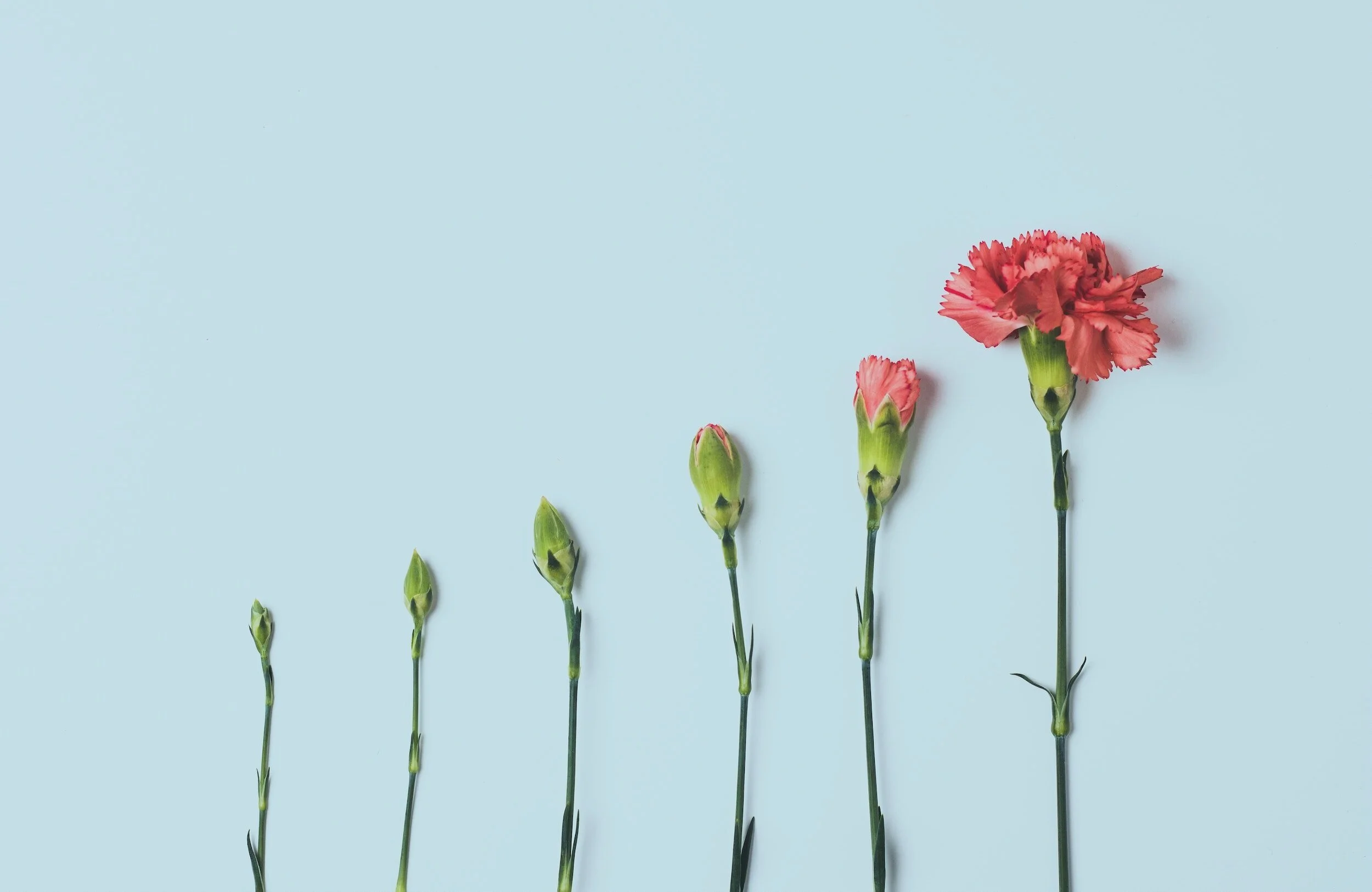Rebecca Shaw, LGBTQ+ affirming therapist in Brooklyn