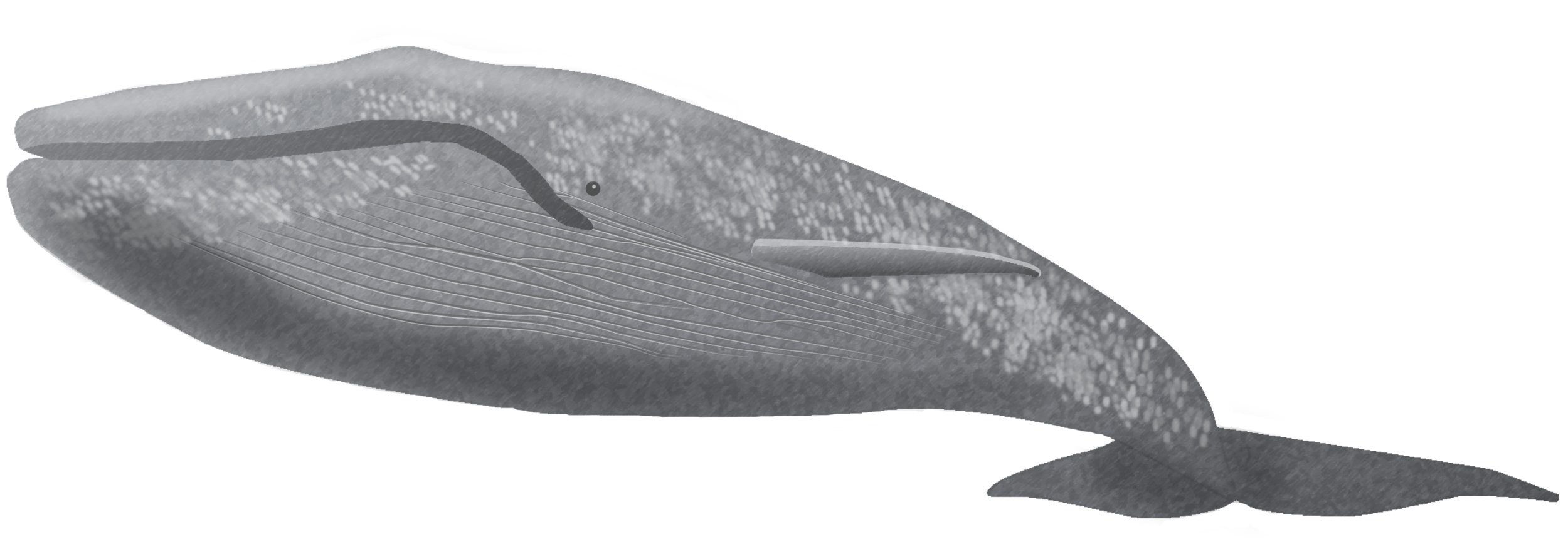 whale-01.png