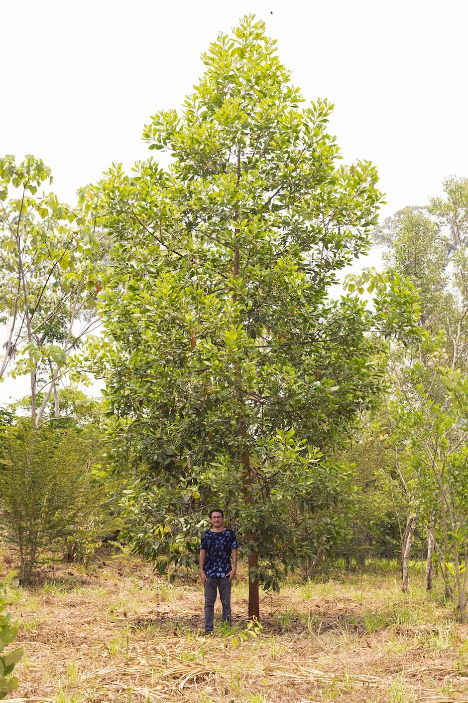 Reforestación en una concesión minera (3 años de edad) 