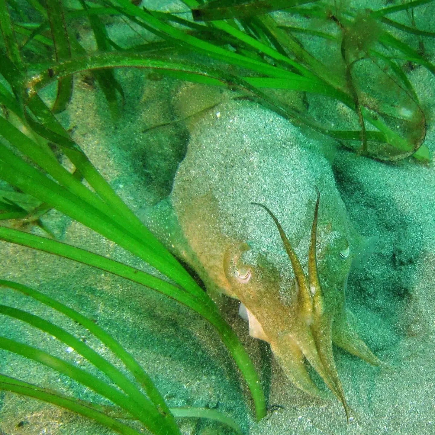 Cuttlefish in Gerrans bay Paul Gill.jpg