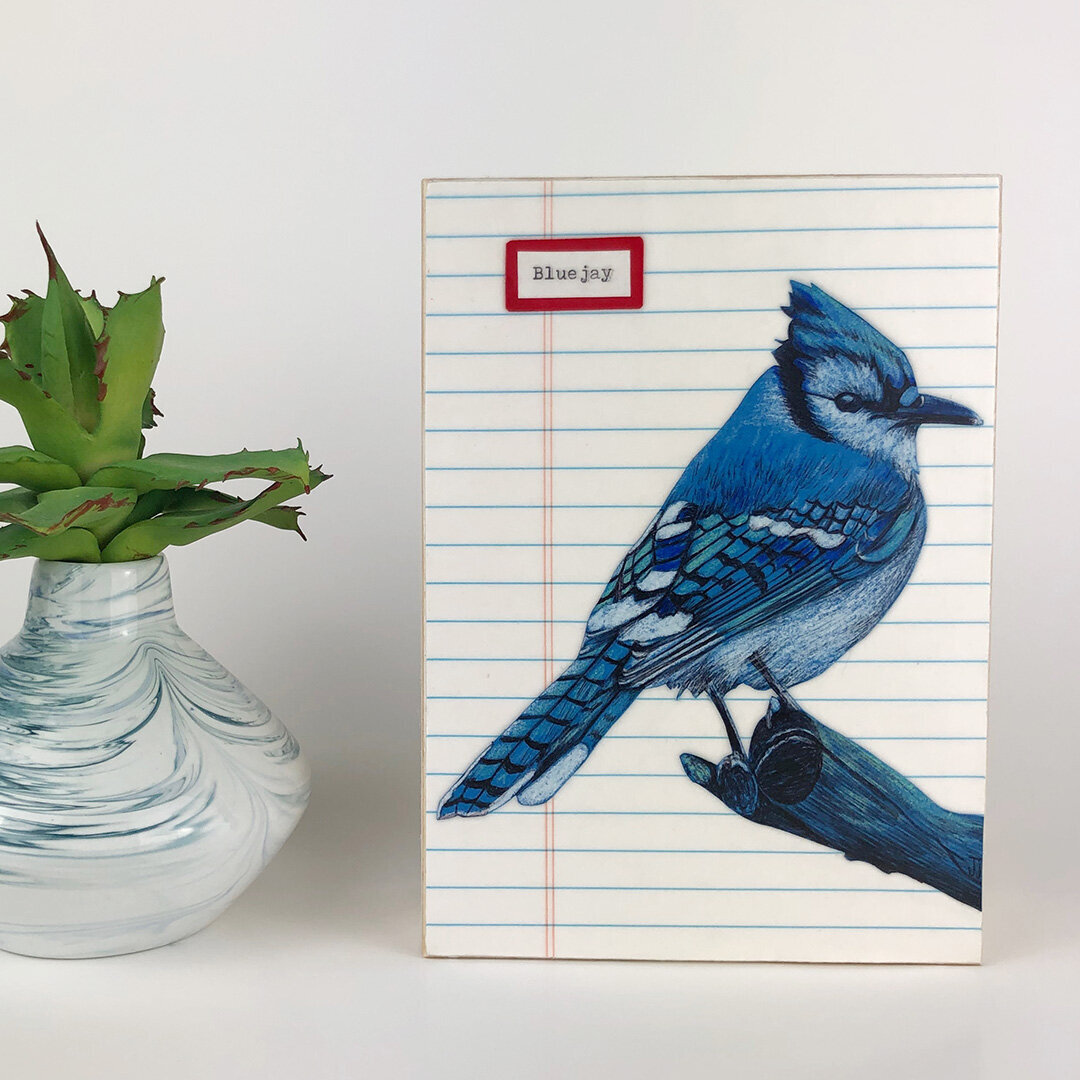 bluejay-original-illustration2014.jpeg