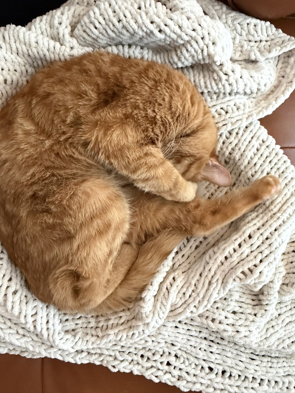 Orange cat sleeping in a ball shape on cream colored knit blanket