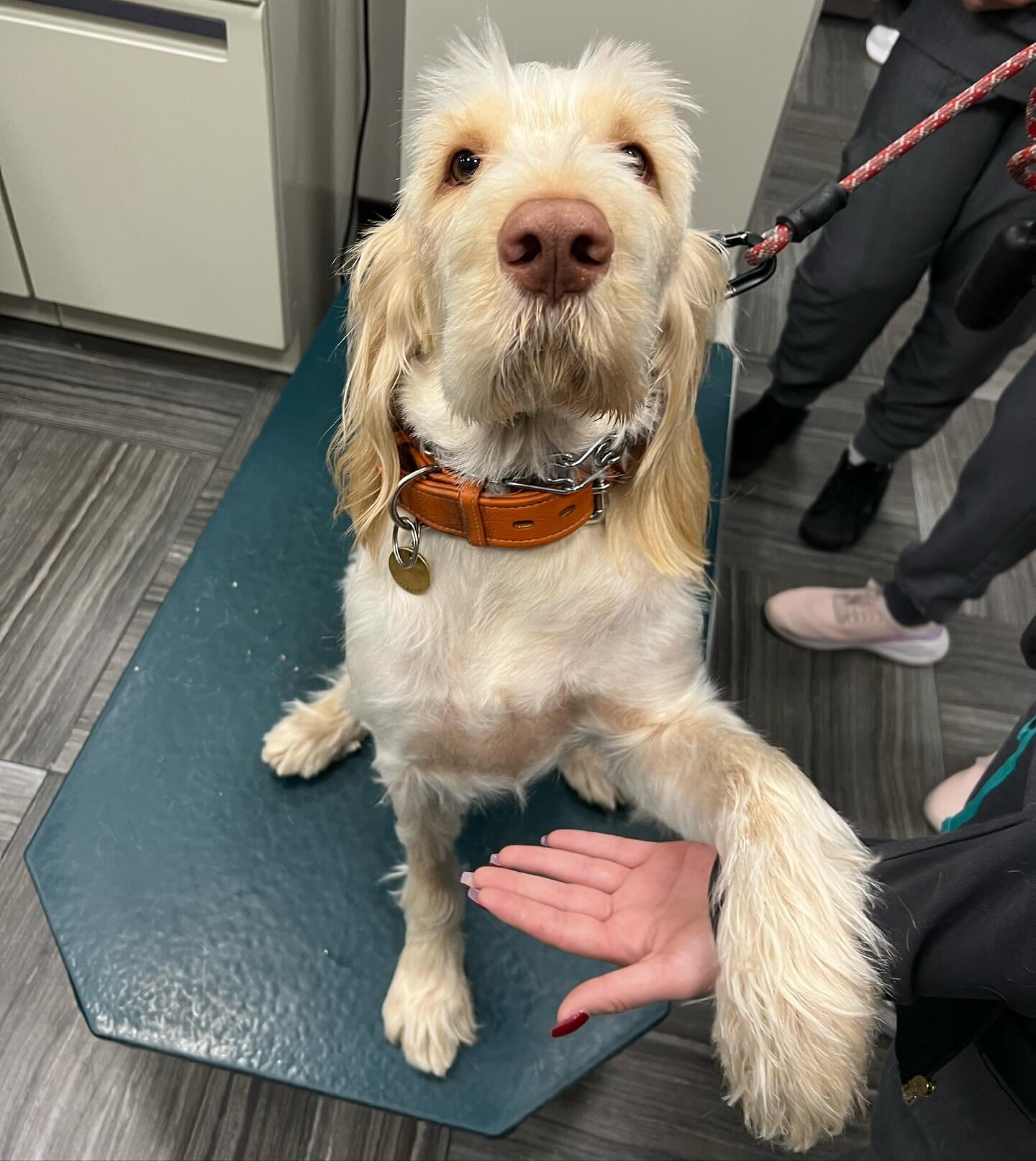 This gorgeous creature is Simona, a 2yo Spinone Italiano owned by Dr. Meleleo @ppah_south.

Simona suffered from chronic lip fold dermatitis that did not resolve with various topical treatments &amp; antibiotics.

Dr. Kahn performed a bilateral cheli