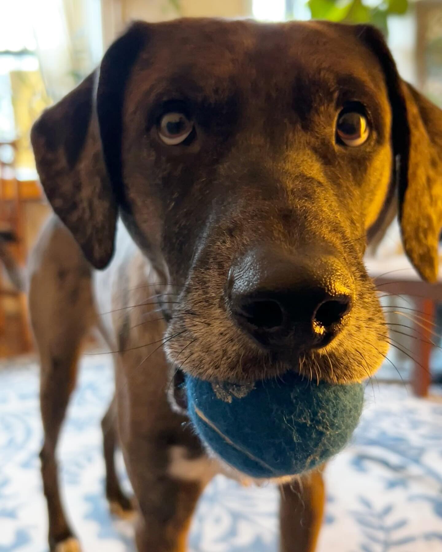 We love each of the &gt;100 primary care teams we&rsquo;ve collaborated with equally 💕

&hellip;but Moose, Anchor&rsquo;s First Mate, prefers when we do surgery at clinics with complimentary tennis balls. Thanks again @allearsvet!