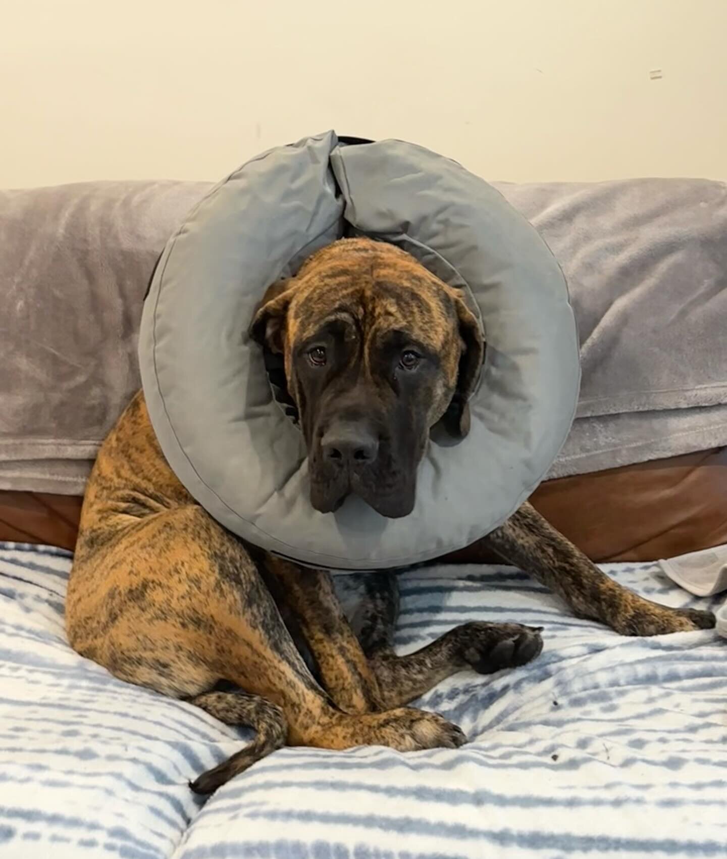 Primary care veterinarians commonly spay, neuter, and perform many other surgeries themselves. But on certain days or for certain patients, it&rsquo;s more efficient to rely on the expertise and equipment of Anchor&rsquo;s specialist surgeons. 

Mill
