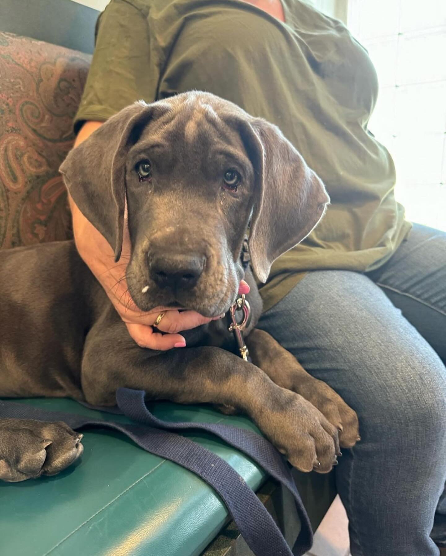Meet Herbie, the newest member of Anchor East&rsquo;s crew!

Herbie is surgery tech Sam&rsquo;s 8 week old Great Dane puppy, seen here at his puppy exam. Who better to examine Herbie than Dr. Miglorino @huntingtonah_113 who has 2 Danes of her own! (b