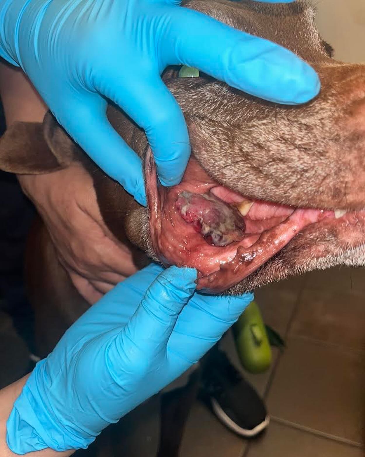 HAPPY FRIDAY! 
We fixed Huxley&rsquo;s smile just in time for the weekend! 😁

PAWSome work, Team PAWSitive! @pawsitiveveterinarybrooklyn

___________________________
NYC primary care vets &amp; techs:
&mdash;&mdash;&mdash;&mdash;&mdash;&mdash;&mdash