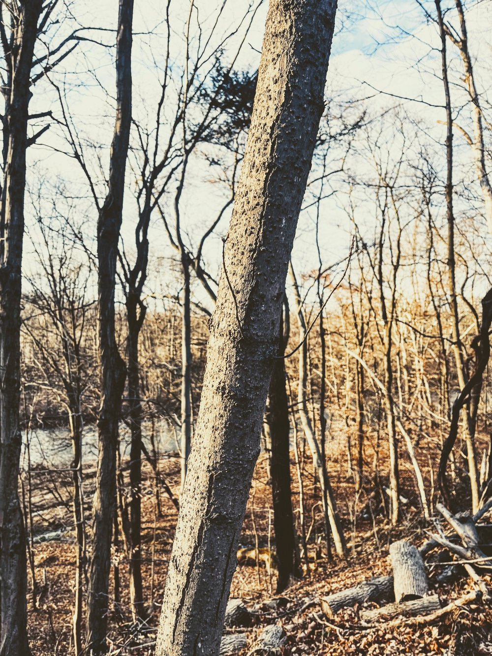 Trees in Winter