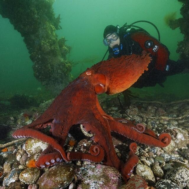 The #WeArePugetSound book wins two prestigious awards, a Nautilus Book Award and an Independent Publisher Book Award! 🌟
•
The pandemic and quarantine have reminded many of us how valuable simply being outside is for our physical and mental
