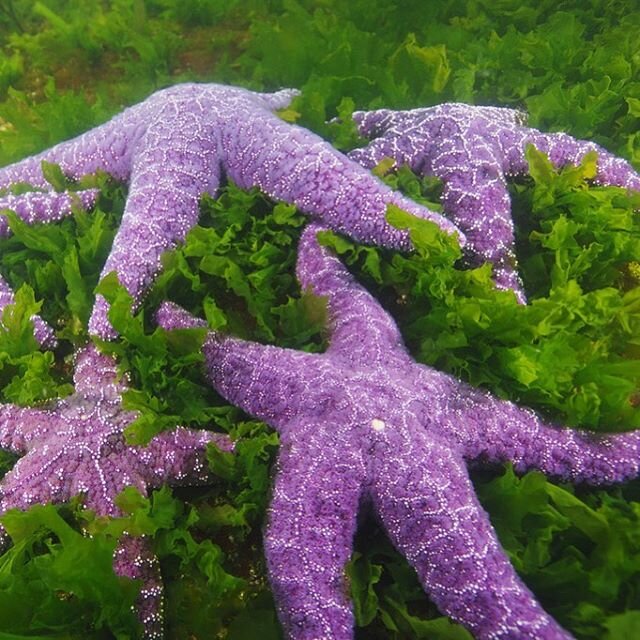 ⭐️ This Thursday, join us for the next #WeArePugetSound web event with special guest speakers ⭐️ Register at the link in our bio! We’ll be chatting about our #PugetSound and #SalishSea experiences and stories, and sharing how we are inspired to