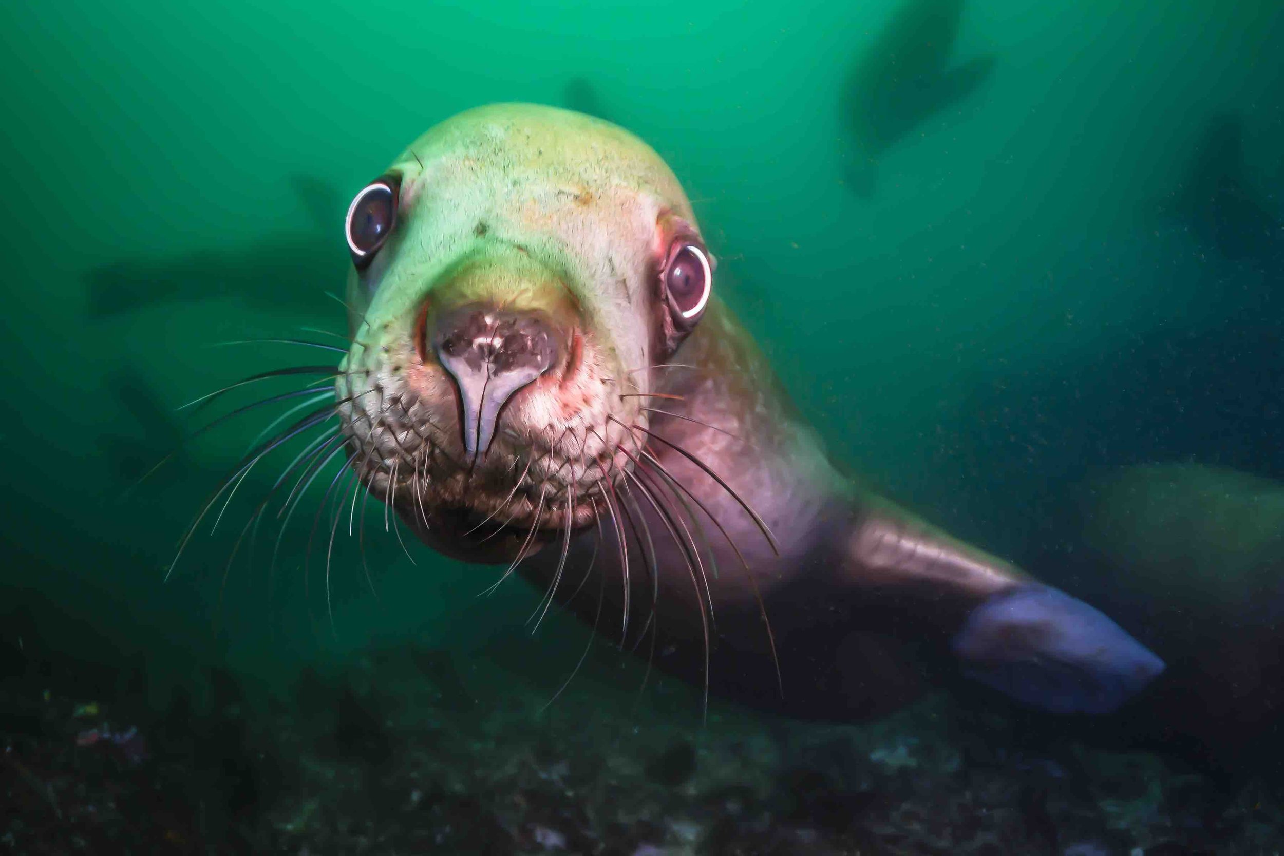 Steller Sea Lion