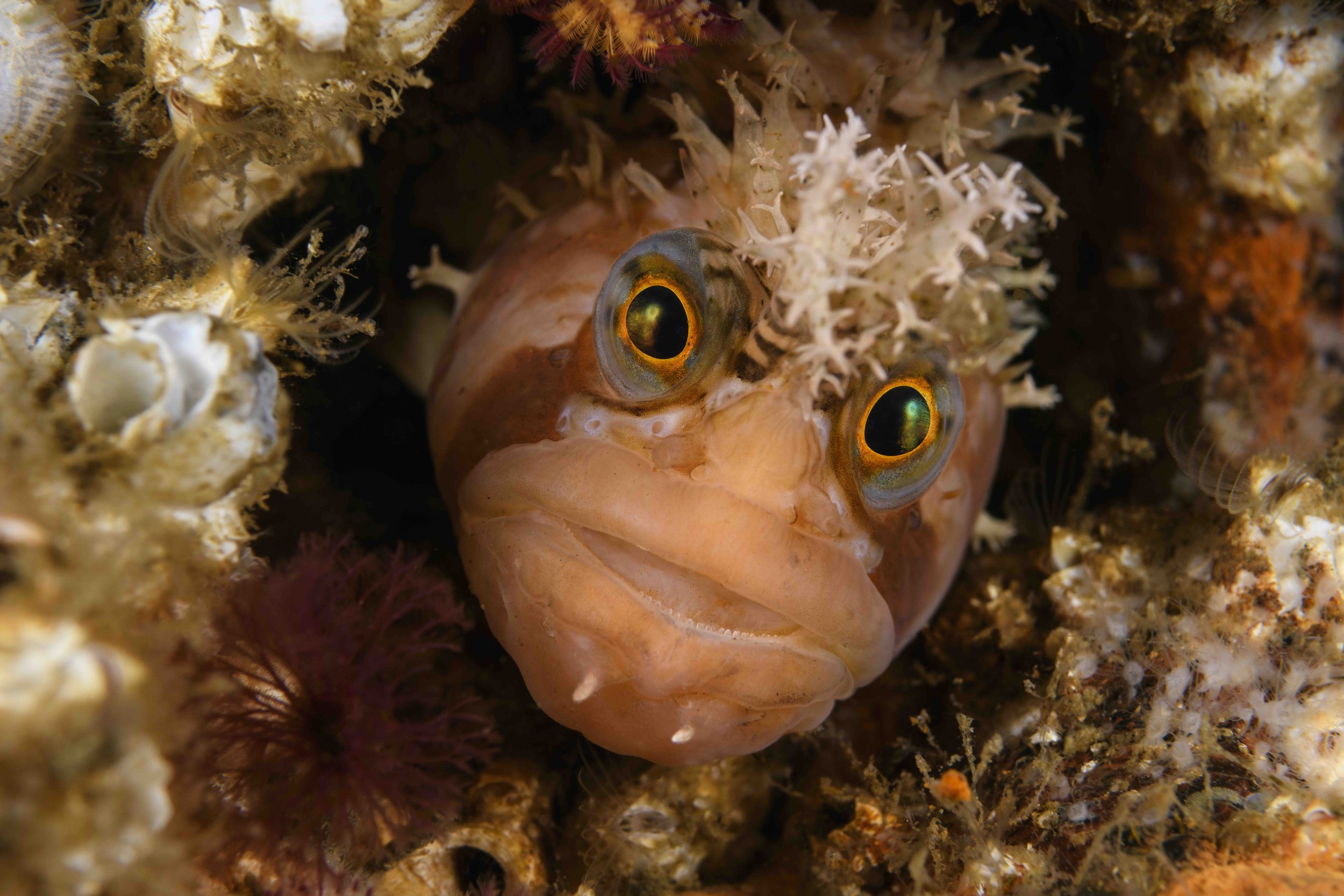 Decorated Warbonnet