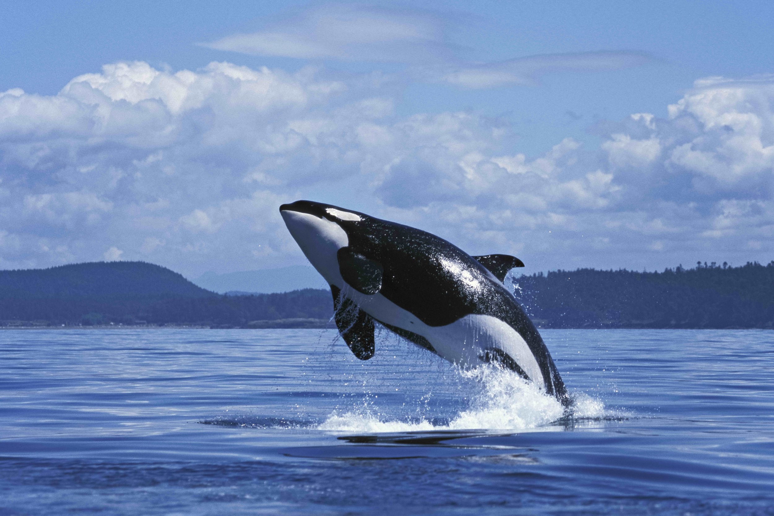 The Majesty of Orcas